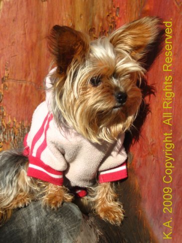 Yorkie Dressed Warm - Yorkie's can not tolerate extreme hot or cold temperatures.