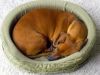 Dashhound gone goofy - Poor dog Dashhound gone goofy - Poor dog