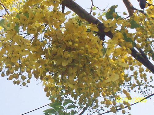haghing Gold - This is a tropical tree that blooms spring the spring season. Locally known as Honaru