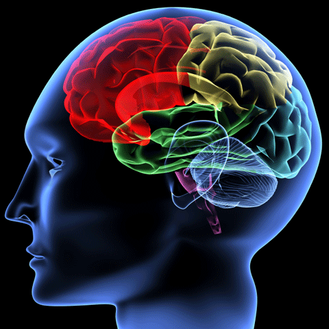 Learning effects your Brain - Learning new things add more to your brain