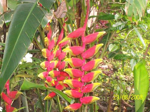 flower of paradise - This too is a tropical flower. It looks like a small banana tree but the flower is enchanting
