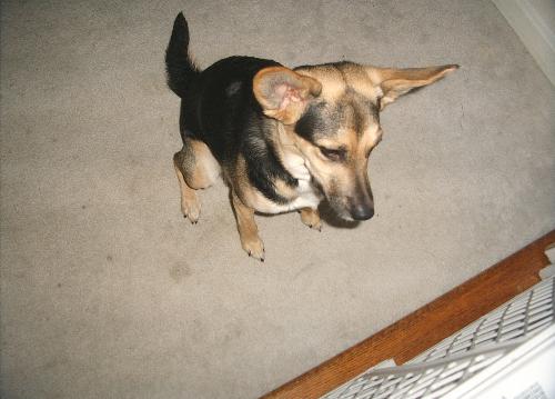 One of my many pets - This is my dummypet. Her name is CocoaRae and she is a cross breed of Beagle and Elkhound. Therefore, we call her a 'Bound'. She is crazy about rawhide and loves to mess with cats. Because we own 3 cats, CocoaRae has to be sectioned off from the rest of the animals. We also have another dog.