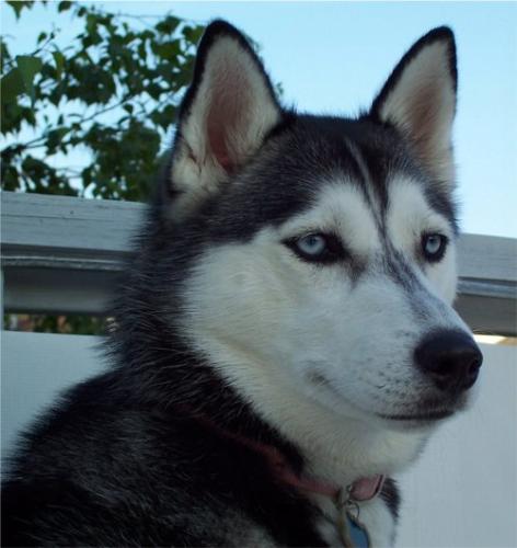 Husky - My husky Hero!