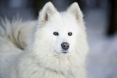 Husky - White Siberian husky