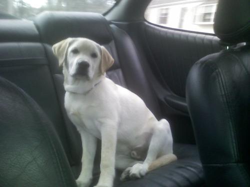 my yellow labrador - He is sitting on my car.