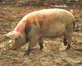 pig - pig