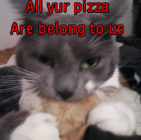 Cats - This is a friends cat I added some text to for fun.