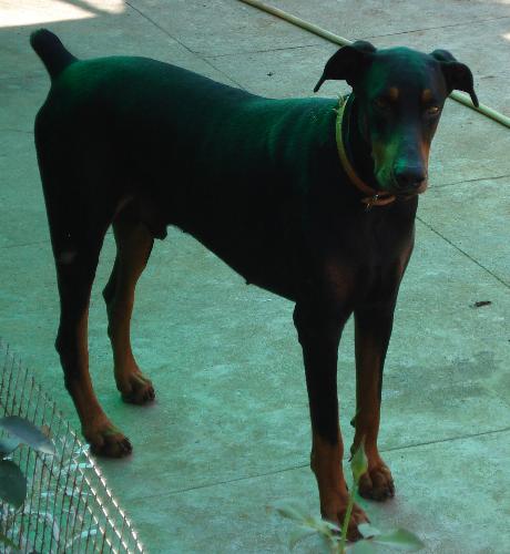 Doberman in India - This is my doberman in India.
