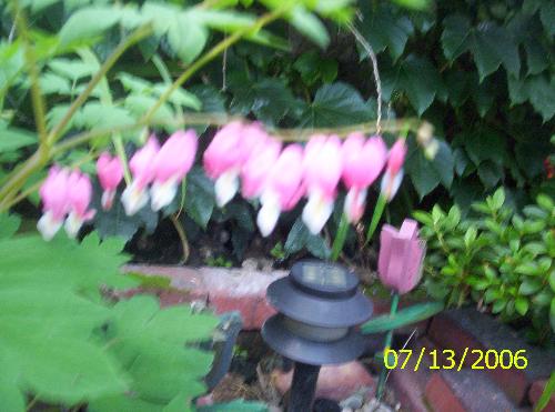 Bleeding Hearts - Bleeding Hearts from my garden.