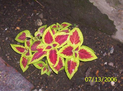 Plant - Plant