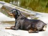 Lazy Dog - Just a rich old hound. Lazing around the pool.just getting fat and sassy. Beautiful Rottweiler.