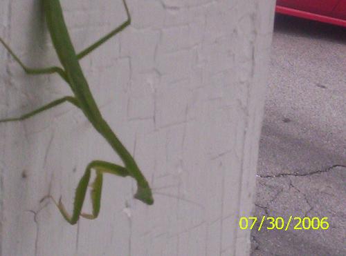 Praying Mantis - Praying Mantis on my porch