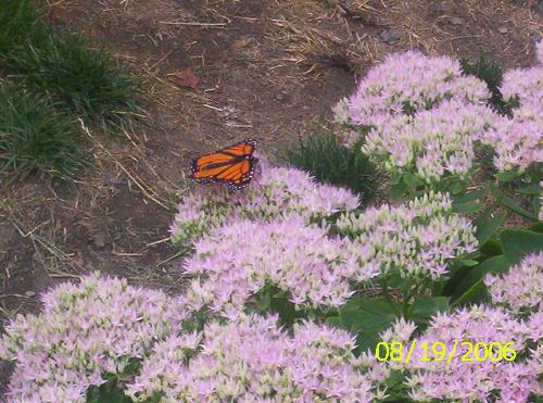 butterfly - butterfly