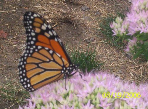 Butterfly - Butterfly