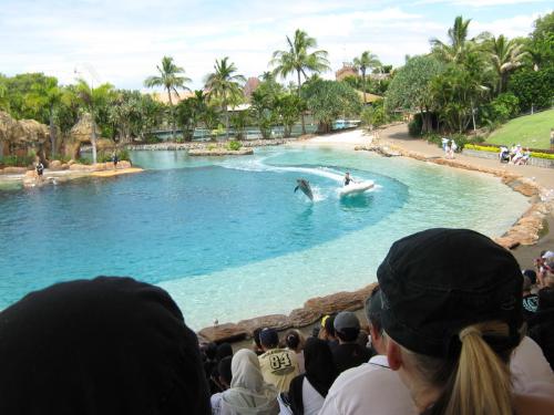 Some dolphins doing tricks - photo was taken at Seaworld, QLD, Australia