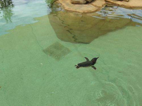 Fairy penguin at SeaWorld - Fairy Penguins are so tiny and cute!