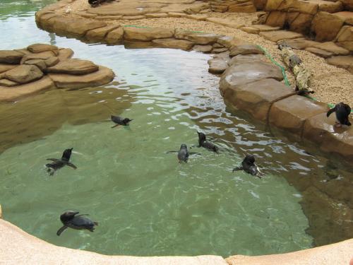 Some cute fairy penguins - I took this photo today at SeaWorld, Australia