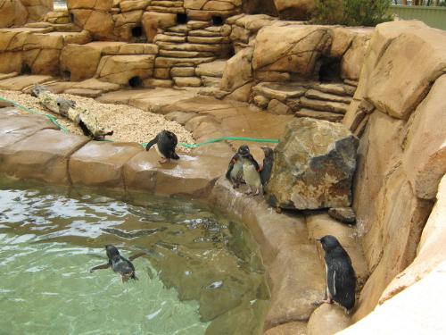 More shots of the fairy penguins - I could've watched these little guys all day!