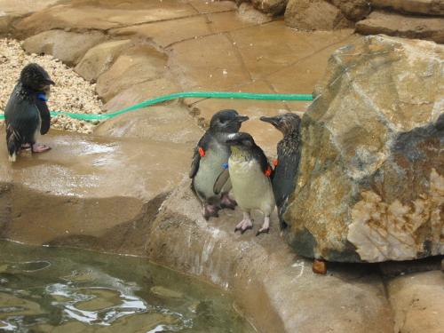 Adorable fairy penguins - It was a warm day, but these guys were huddled together