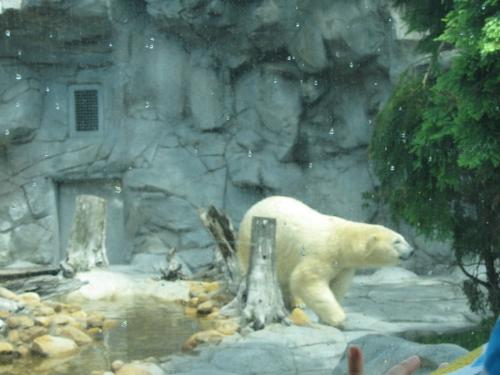 A Polar Bear scratching - I took this photo today when I visited SeaWorld