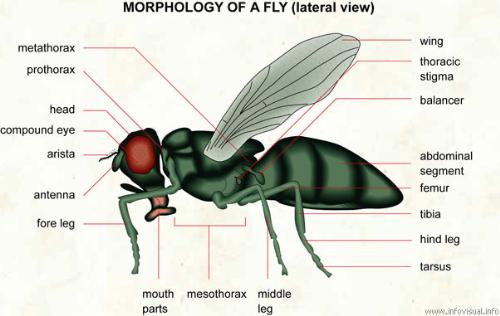 The Morphology of a fly - a diagram displaying the morphology of a fly