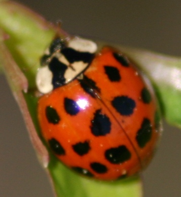 Close up of lady bug - A close up shot of a lady bug
