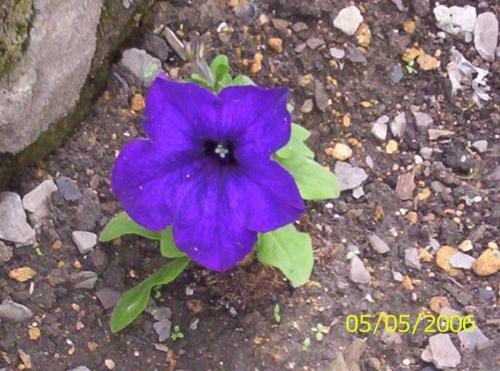 Flower - Flower in my garden