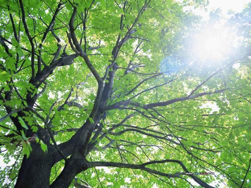 i lke tree - lungs of the environment,we can not live without tree.have you any tree if not make at lest one.
