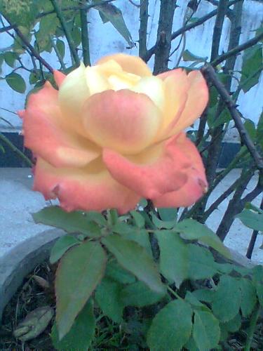 Beautifull flowers of my garden  - Flowers i really love .These are beautiful flowers of my garden .
