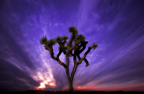 Joshua Tree National Park - I like the way this came out.