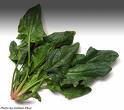 spinach - spinach is a very healthy vegetable