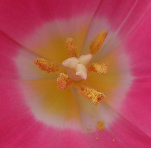 Pink Tulip - No photo details. it&#039;s about the picture