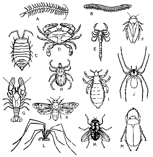 various diagrams of bugs - various insects are shown in this guide