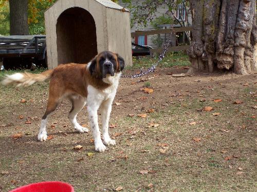 Mac, my Saint - This is Mac my 2 year old Saint Bernard! He is such a lovey baby!