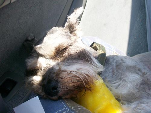 So sleepy - This is a picture of my miniature schnauzer named Sunshine. He was so tired and fell asleep in our car when we were traveling across country in the middle of the summer. We were moving from California to Virginia and it was so hot outside.