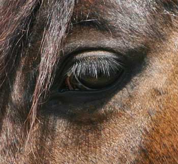 The Eye of Boomerang - My friend's paint show horse, a rescue who stayed at Northeast Llama Rescue and Barnyard Sanctuary and became part of the family.