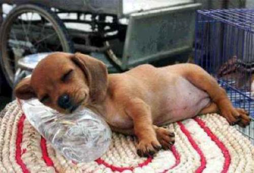 dog sleeping - a puppy sleeping, so cute!
