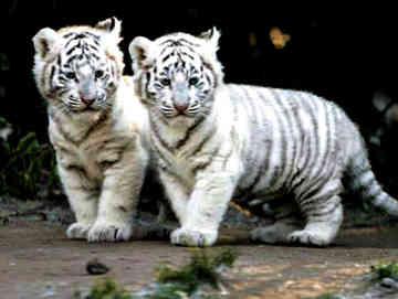 White Tiger Cubs - Two beautiful white tiger cubs in their natural habitat. I so want them!!:)