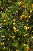 tree - California Orange tree with and abundance of ripe citrus fruit