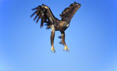 Eagle - Golden eagle in flight