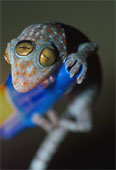 gecko - Closeup of gecko with three eyes
