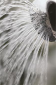 water - Water coming from watering can.