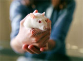 Rat - Showing Off Pet Rat