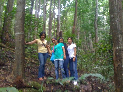 manmade forest in bohol - under the big trees..that is taken in bohol where the panday had a shooting feeling artista.bisag daghan botle nangulimang