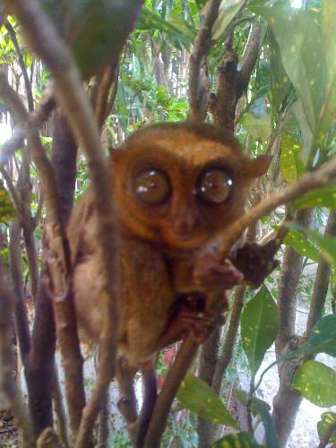 tarsier inbohol - a mammal that live in bohol