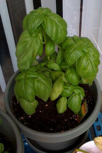 Basil Plant - After 2 Weeks - Here is a picture of my new Basil plant!