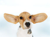 Beagle - Beagle with ears spread wide.