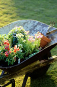 gardening - Wheelbarrow full of Flowers and Gardening Tools