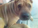 My Dog - This is my dog. She is a chinese shar pei.