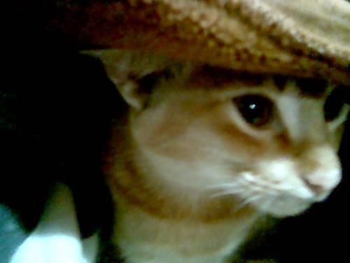 Kitten - smart kitten hiding under a blanket